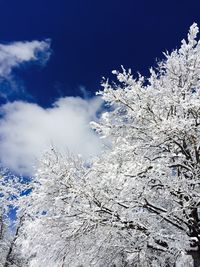 Low angle view of trees against sky