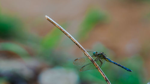Close-up of damselfly on stem