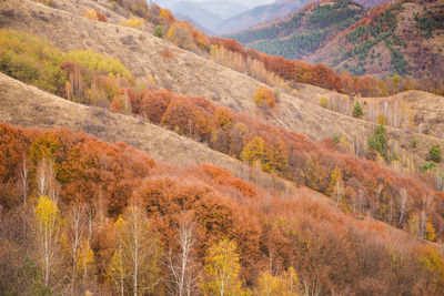 View of trees on mountain during autumn