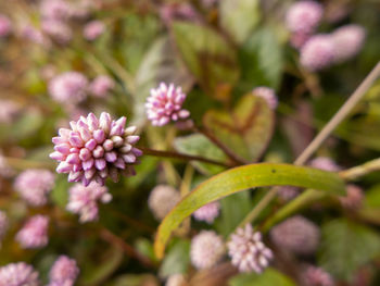 Close-up of pink flowering plant