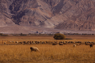 Flock of sheep in a field