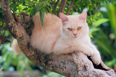 Portrait of a cat sitting on tree