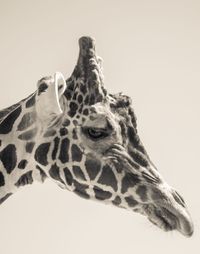 Close-up of giraffe