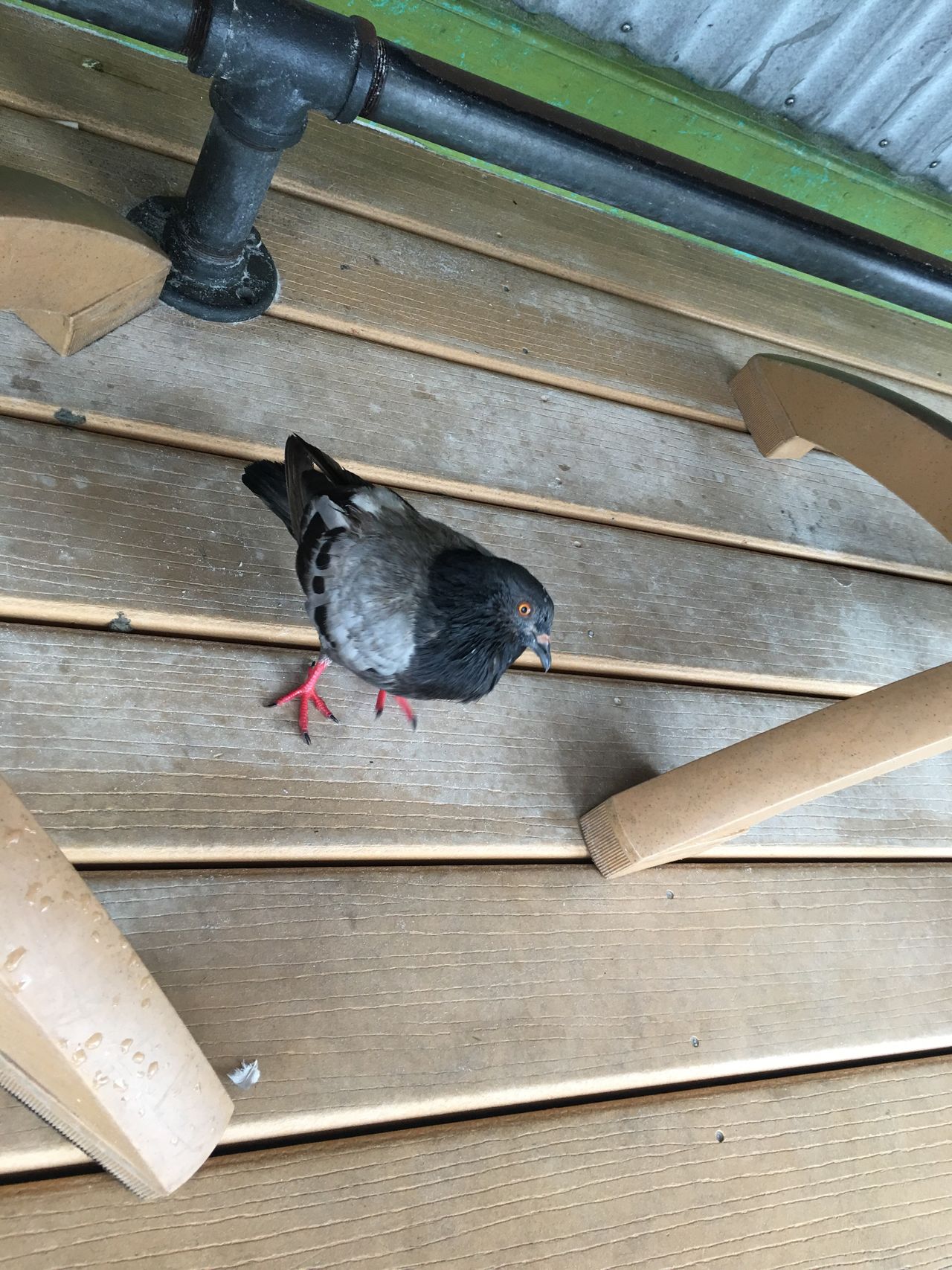 Pigeon on the floor