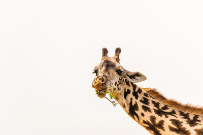 Portrait of giraffe eating