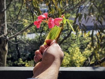 Person holding red flowering plant