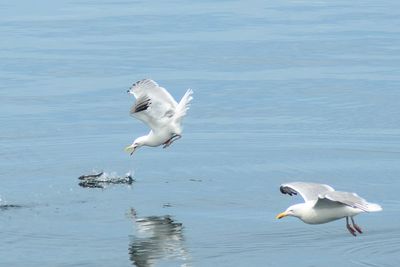 Seagulls hunting in sea