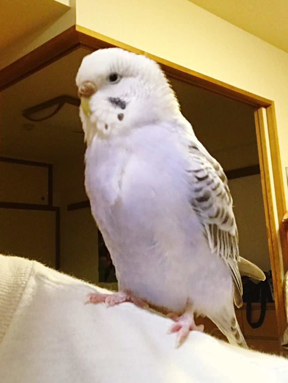 bird, animal themes, white color, one animal, perching, no people, close-up, indoors, cockatoo, day