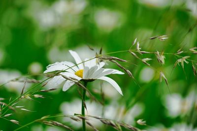 Close-up of white flowering plant on field