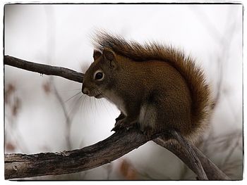 Close-up of squirrel on tree