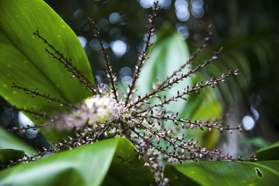 Close-up of flower tree