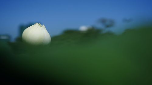 Close-up of white flowering plant against sky