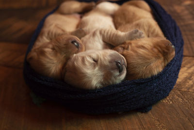 High angle view of cute puppies sleeping in pet bed on hardwood floor at home