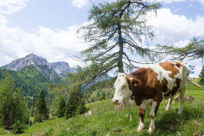 Cows in a farm