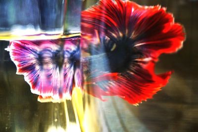 Close-up of red flowers