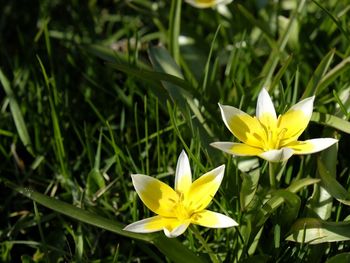 Close-up of yellow flower