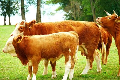 Cows standing in a field