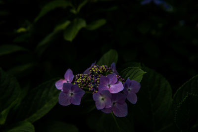 Close-up of flowers blooming outdoors