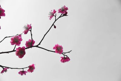 Low angle view of pink flowers