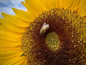 Sunflower and a bee