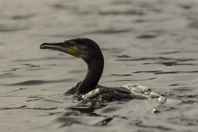 Close-up of duck swimming in lake