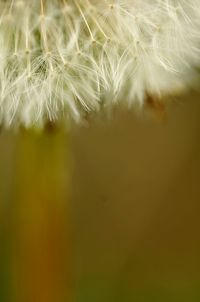 Close-up of dandelion