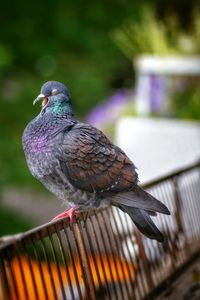 Close-up of pigeon perching on metal railing