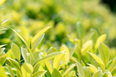 Close-up of fresh green leaves