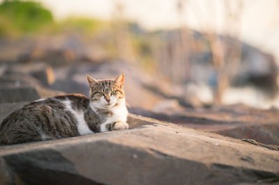 Close-up portrait of cat