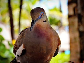 Close-up of bird perching outdoors