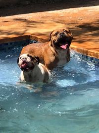 View of a dog in water