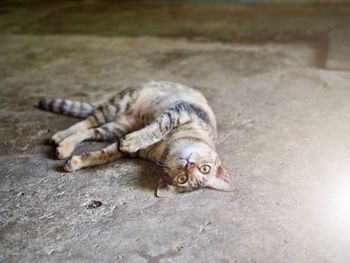 High angle view of cat relaxing outdoors