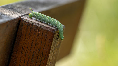 Close-up of insect on wood