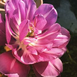 Close-up of pink flowers blooming outdoors