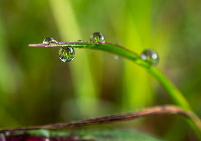 Close-up of water drops on plant