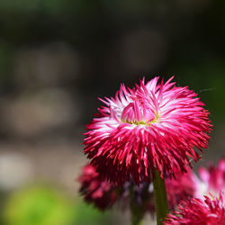 Close-up of pink flowers