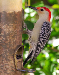 Close-up of a bird