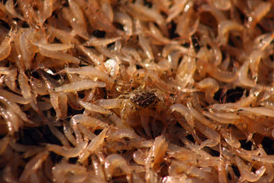 Full frame shot of bees