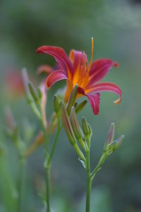 Close-up of flowering plant