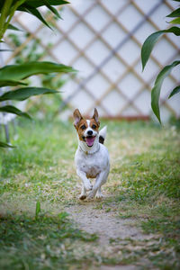 Portrait of dog on grass