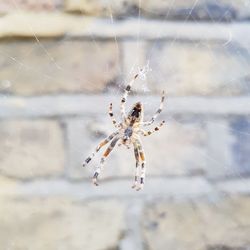 Close-up of spider on web