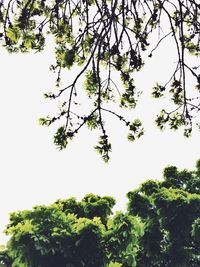 Low angle view of tree against sky