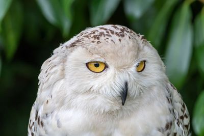 Close-up portrait of owl