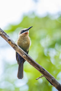 Low angle view of bird perching on branch