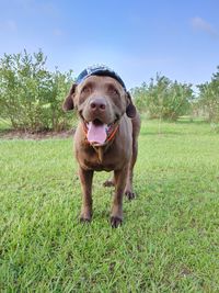 Portrait of dog running on field