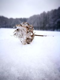 Close-up of frozen plant on land