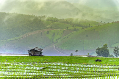 Scenic view of agricultural field against sky