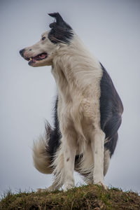 Dog looking away while sitting on land