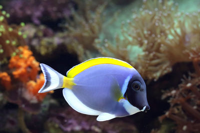 Close-up of fish swimming in sea