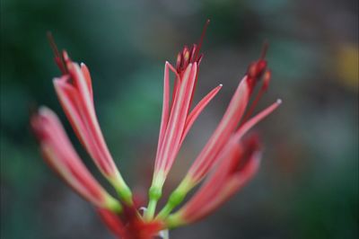 Close-up of pink flowers